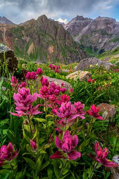 San Juan Mountains Photo - Indian Paintbrush Wildflower Picture, Ouray Colorado Muurkunst, Bergfotografie, Landschapsfotografie Print van Daniel Forster