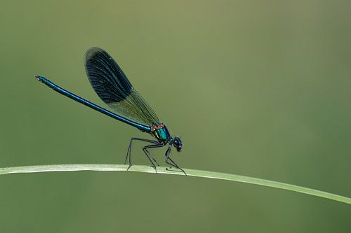Smaragd an der Loire: Die Große Moosjungfer