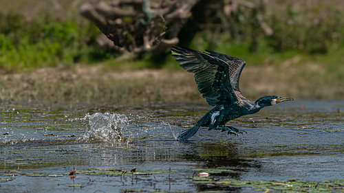 Breaking the Surface