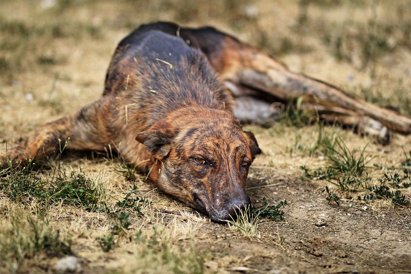 Un chien de rue se couche sur une prairie desséchée par Besa Art