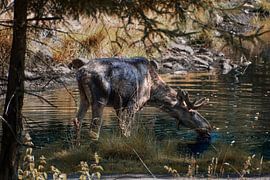 Wilder Elch trinkt an einem schwedischen Waldsee von Maarten van der Weide