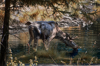 Élan sauvage buvant au bord d’un lac forestier suédois