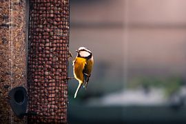 Peanut pecking blue tit by Anna Koek