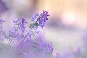Fleur de casque de doigt au lever du soleil