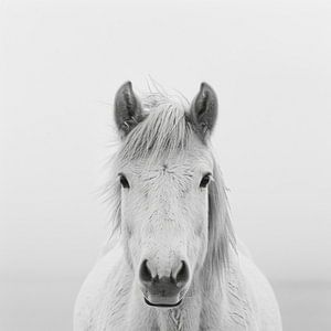 Pferd in Schwarz-Weiß