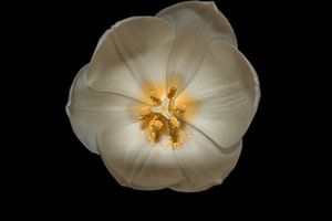 Portrait de la tulipe