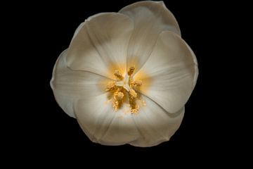 Porträt der Tulpe von Foto Studio Labie