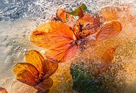 apple blossom spring ice cream by Peter Smeekens