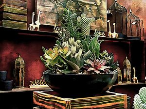 Sukkulenten und Ornamente Shop Display
