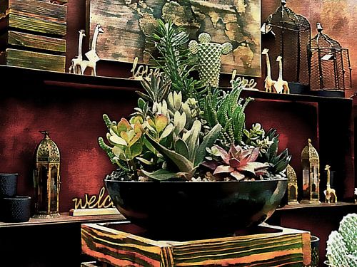 Succulenten en Ornamenten Winkeldisplay