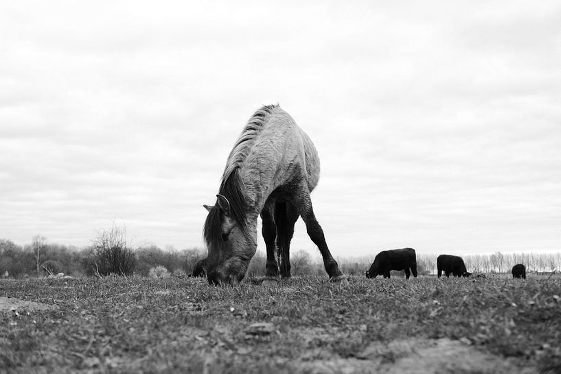 Zeeland - Grazers van Maurice Weststrate
