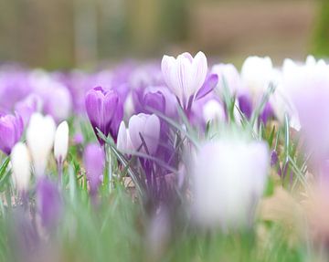 Krokussen in het veld.1 van Daniëlle Eibrink Jansen