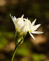 Badgerchives in full bloom