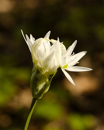 Marshch in voller Blüte