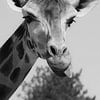 Girafe qui sort sa tonque sur Foto Studio Labie
