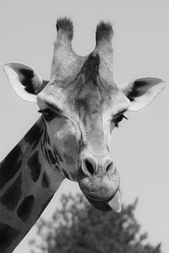 Giraffe, die ihre Zunge herausstreckt von Foto Studio Labie