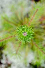 Silence in Structure - Swedish Nature from Nearby Nordic Details 001 by Annette Moerman