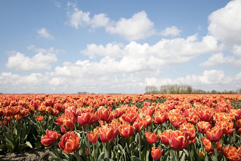 an orange tulip field with beautiful pile of clouds by W J Kok