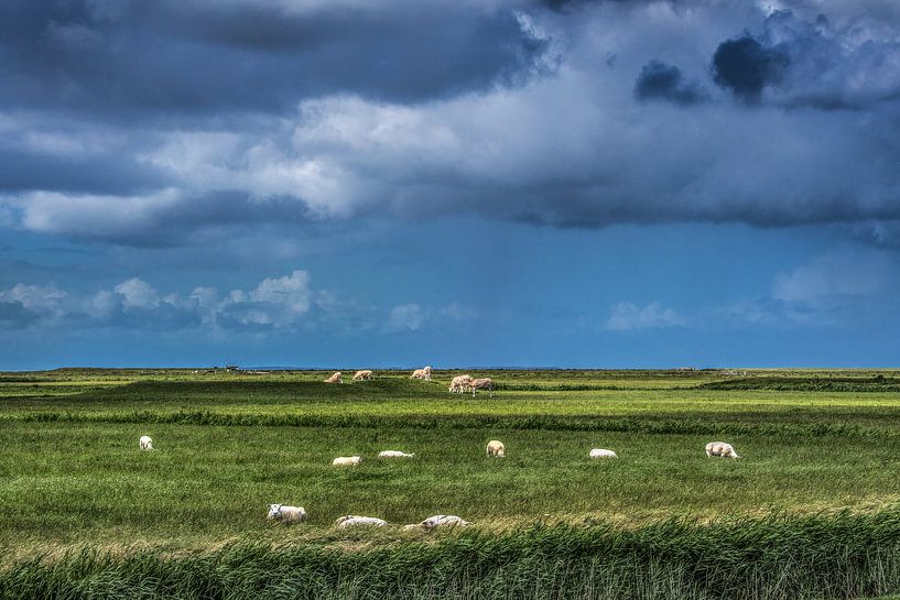 Het Noorderleeg met schapen en koeien op een dobbe  met donker weer boven de Wadden. von Harrie Muis