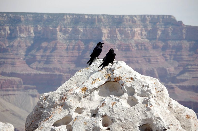 Grand Canyon by Hello Pompoyo