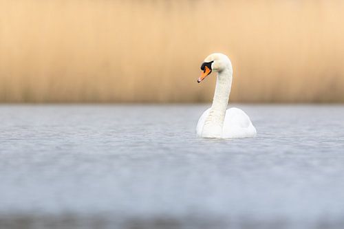 Schwanensee von Nature by Micha