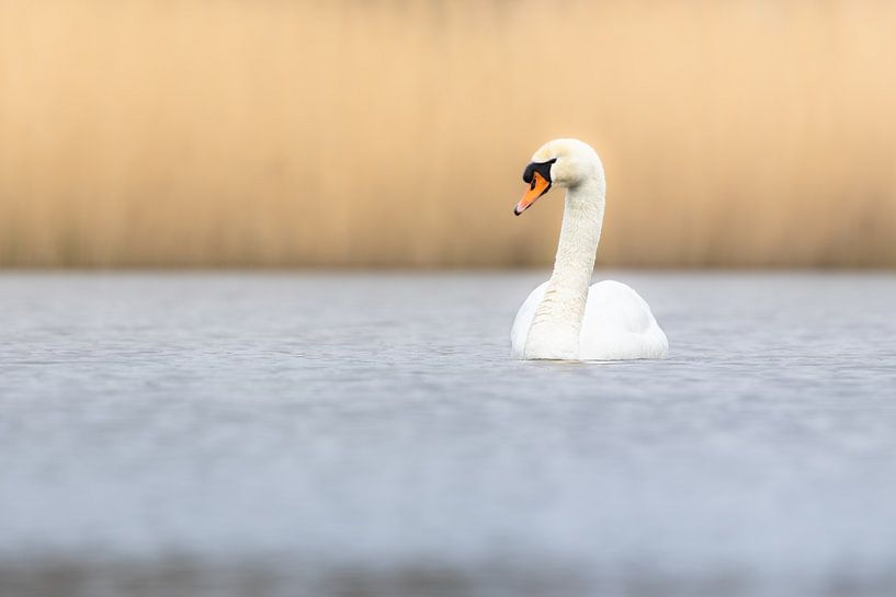Het zwanenmeer van Nature by Micha