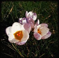 Crocus