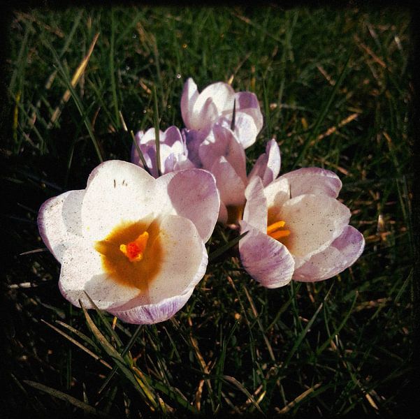 Crocus by Kuba Bartyński