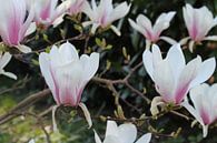 Blooming Magnolia at its end. by Geert Visser thumbnail
