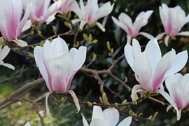 Bloeiende Magnolia op zijn einde. van Geert Visser