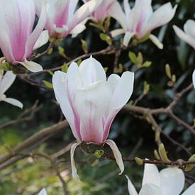 Bloeiende Magnolia op zijn einde. van Geert Visser