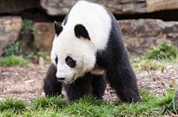  A giant panda in search of food par Henk van den Brink Aperçu