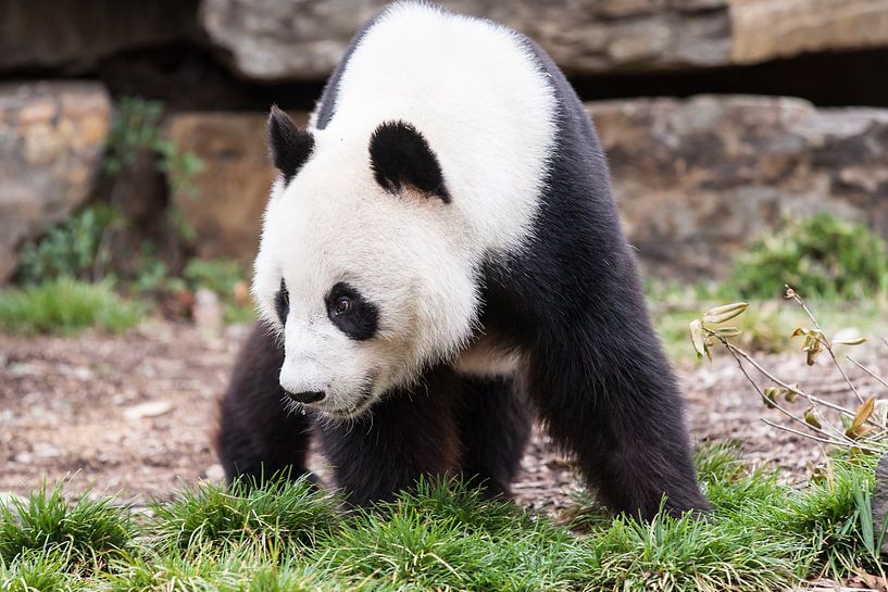  A giant panda in search of food par Henk van den Brink