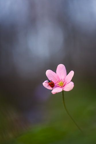 Doppeltes Glück - Marienkäfer im Leberblümchen