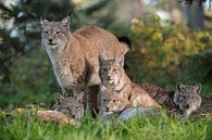 Eurasischer Luchs ( Lynx lynx ), die ganze Familie... von wunderbare Erde Miniaturansicht