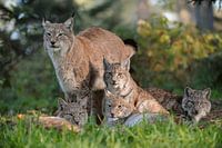 Family portrait of  Eurasian Lynx ( Lynx lynx )