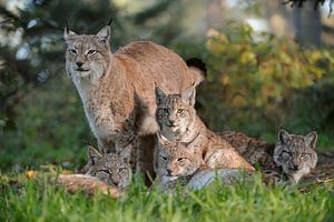 Lynx d'Eurasie ( Lynx lynx ), toute la famille sur wunderbare Erde