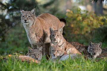 Family portrait of  Eurasian Lynx ( Lynx lynx ) by wunderbare Erde