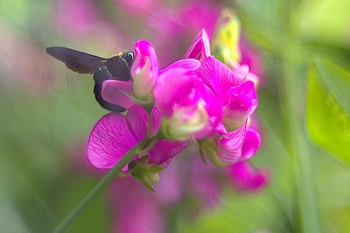 Fleur avec abeille en bois, vesce
