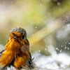 Éclaboussures d'éclaboussures d'éclaboussures d'éclaboussures rouge-gorge qui profite de l'eau sur John Stijnman