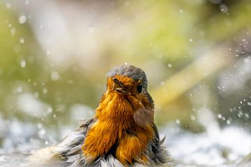 Spetter spieter spater roodborstje geniet van het water van John Stijnman