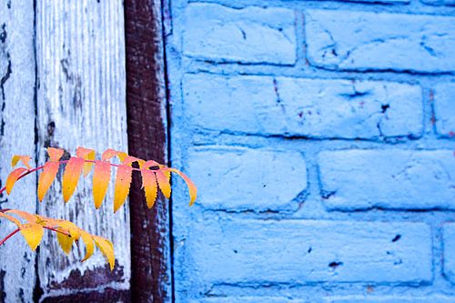 Rayons en pleine floraison - Collage Fête de la Paix