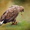 Europäischer Weißkopfseeadler mit Beute. von Janny Beimers