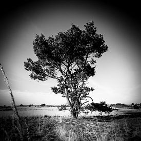 Eenzame boom van Davy Hansen