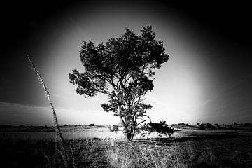Eenzame boom van Davy Hansen