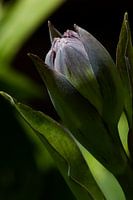 Blüte in der Knospe