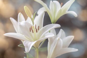 Romantic white lily flowers in soft pastel light by Lisette Rijkers