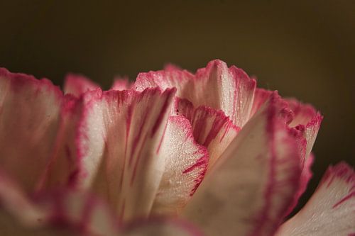 Trosanjer zijaanzicht