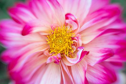 Roze dahlia met krullende kroonbladeren