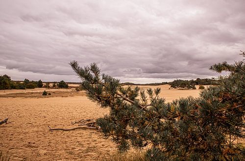 Trees on sand 9 - Loonse en Drunense Duinen